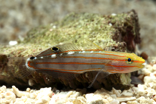 picture of Rainfordi Goby Bali Med                                                                              Amblygobius rainfordi