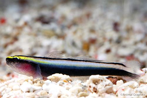 picture of Sharknose Goby Sml                                                                                   Elacatinus evelynae