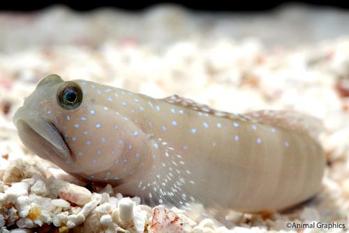 picture of Blue Spot Watchman Goby Tank Raised Sml                                                              Cryptocentrus cinctus