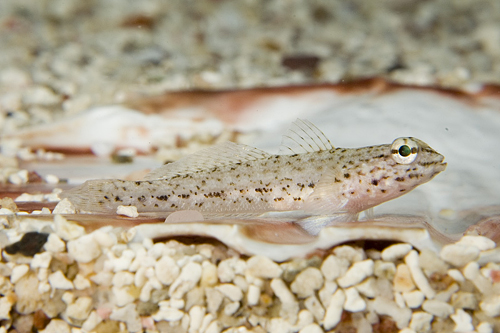 picture of Bucchich's Goby Med                                                                                  Gobius bucchichii