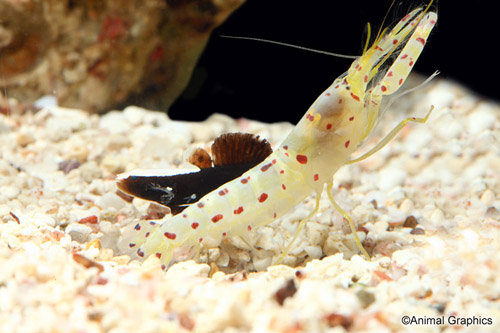 picture of Whitecap Goby With Prawn Partner Pair                                                                Lotilia graciliosa & Lysmata sp.