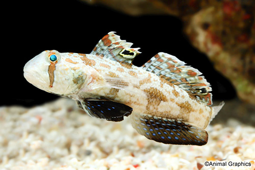 picture of Twin Spot Signal Goby Sml                                                                            Signigobius biocellatus