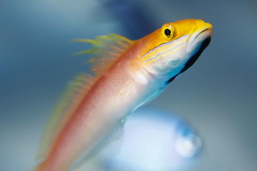 picture of Bella Sand Sifting Goby Sml                                                                          Valenciennea bella