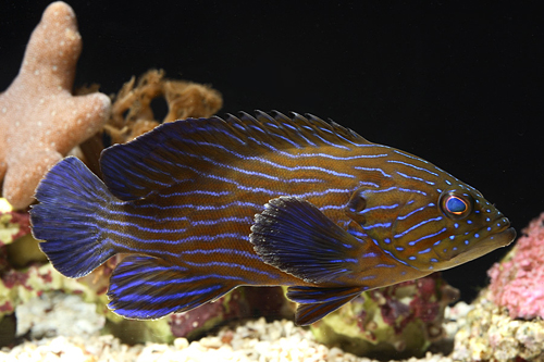 picture of Blue Line Grouper Sml                                                                                Cephalopholis formosa