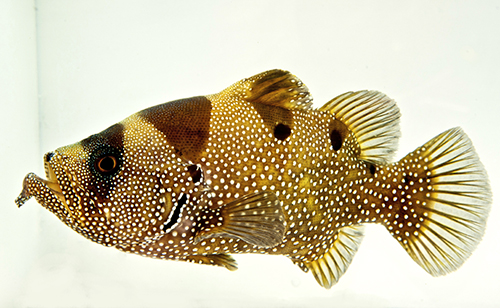 picture of Clown/Leaf Lip Grouper Med                                                                           Pogonoperca punctata