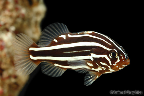 picture of Gold Stripe Grouper Med                                                                              Grammistes sexlineatus