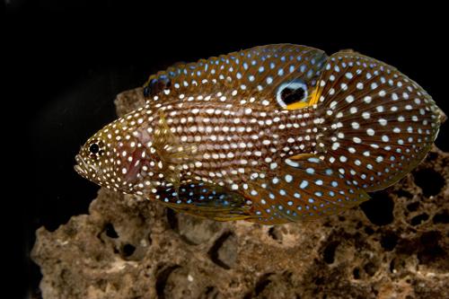 picture of Marine Betta Tny                                                                                     Calloplesiops altivelis