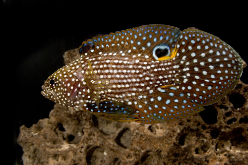 picture of Marine Betta Sml                                                                                     Calloplesiops altivelis