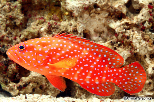 picture of Miniatus Grouper Med                                                                                 Cephalopholis miniata