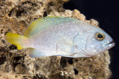 picture of Powder Blue Grouper Sml                                                                              Epinephelus cyanopodus