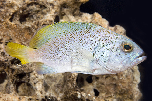 picture of Powder Blue Grouper Med                                                                              Epinephelus cyanopodus