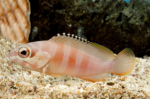 picture of Red Hind Grouper Sml                                                                                 Epinephelus guttatus