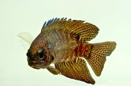 picture of Blue Devil Betta Med                                                                                 Paraplesiops meleagris