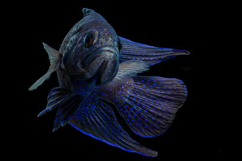 picture of Blue Devil Betta Lrg                                                                                 Paraplesiops meleagris