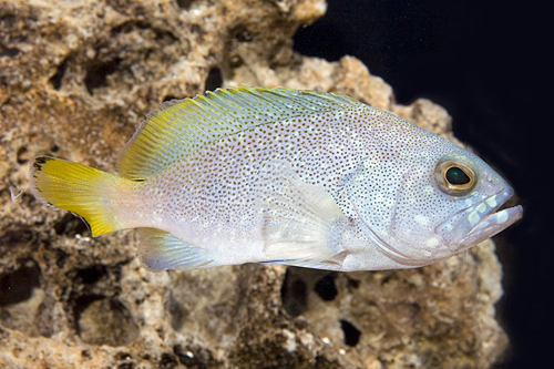 picture of Powder Blue Grouper Bali Lrg                                                                         Epinephelus flavocoeruleus