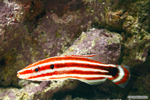 picture of Masuda Hogfish Sml                                                                                   Bodianus masudai