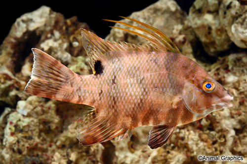 picture of Rooster Hogfish Med                                                                                  Lachnolaimus maximus