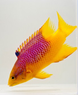 picture of Spanish Hogfish Sml                                                                                  Bodianus rufus