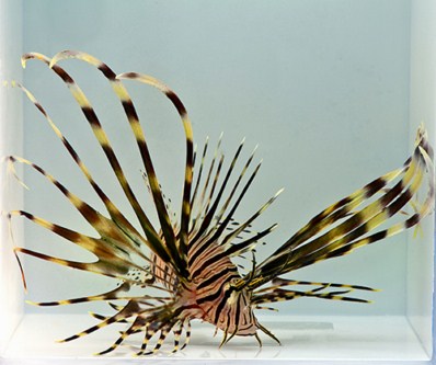 picture of Black Volitan Lionfish Florida Med                                                                   Pterois volitans