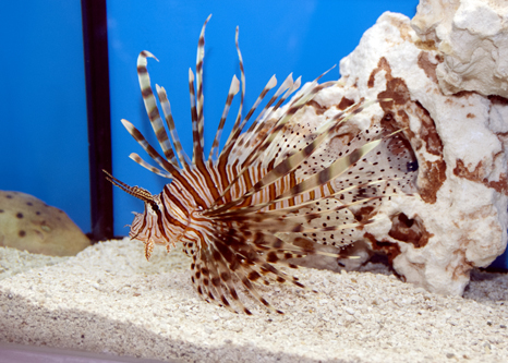 picture of Black Volitan Lionfish Shw                                                                           Pterois volitans