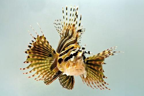 picture of Dwarf Lionfish Lrg                                                                                   Dendrochirus zebra