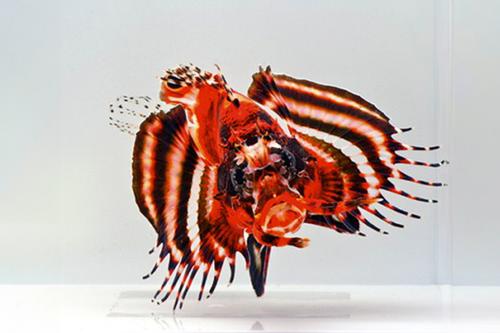 picture of Fu Man Chu Lionfish Med                                                                              Dendrochirus bioceliatus