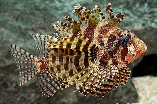 picture of Fuzzy Dwarf Lionfish I/O Med                                                                         Dendrochirus brachypterus