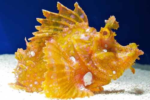 picture of Colored Rhinopias Scorpionfish Lrg                                                                   Rhinopius aphanes