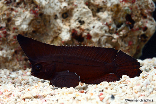 picture of Cockatoo Waspfish Med                                                                                Ablabys taenianotus