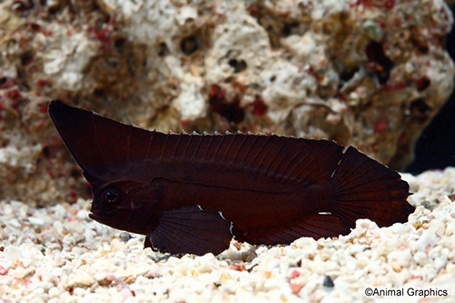 picture of Cockatoo Waspfish Lrg                                                                                Ablabys taenianotus