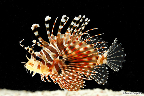 picture of Dwarf Zebra Lionfish Sml                                                                             Dendrochirus zebra