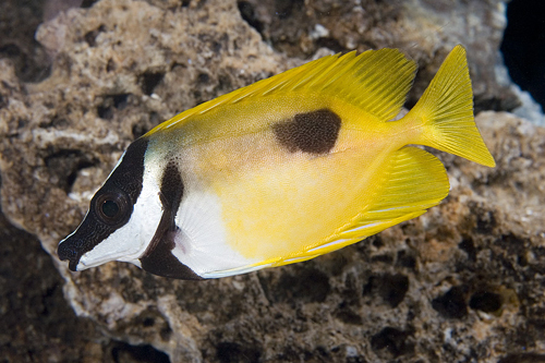 picture of Fiji Foxface Lrg                                                                                     Siganus uspi