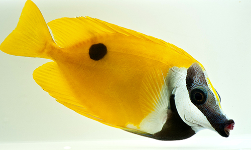 picture of Foxface Lrg                                                                                          Siganus vulpinus