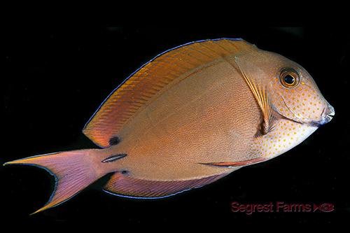 picture of Lavender Forktail Tang Med                                                                           Acanthurus nigrofuscus