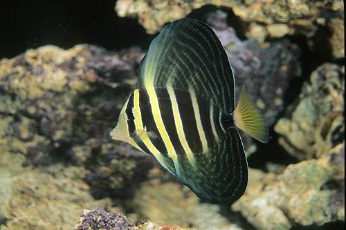 picture of Sailfin Tang Vanuatu Sml                                                                             Zebrasoma veliferum