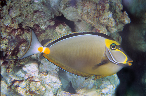 picture of Naso Tang Indonesia Sml                                                                              Naso lituratus