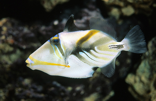 picture of Humu Humu Picasso Trigger Tny                                                                        Rhinecanthus aculeatus