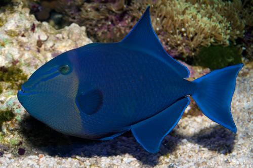 picture of Red Toothed Trigger Shw                                                                              Odonus niger