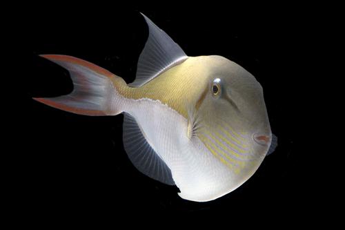 picture of Golden Back Trigger Med                                                                              Xanthichthys caeruleolineatus