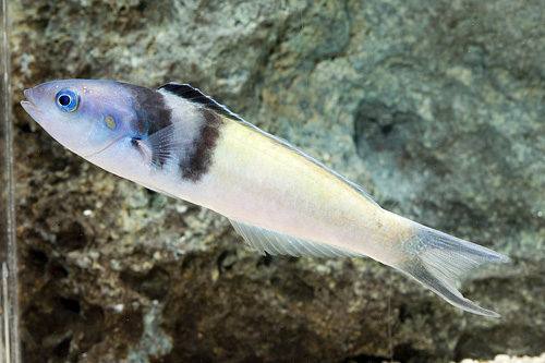 picture of Blue Head Wrasse Med                                                                                 Thalassoma bifasciatum