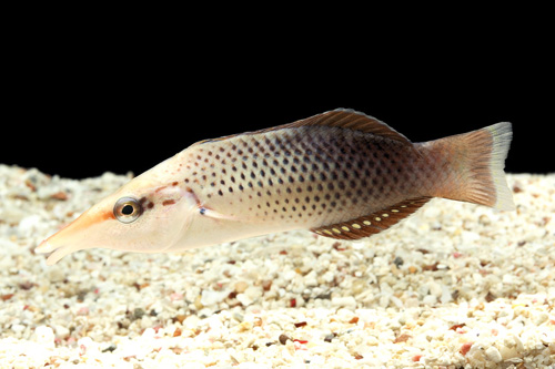 picture of Brown Bird Wrasse Sml                                                                                Gomphosus varius