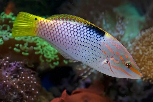 picture of Checkerboard Wrasse Med                                                                              Halichoeres hortulanus