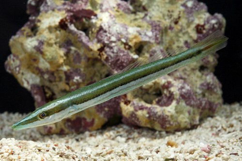 picture of Cigar Wrasse Hawaii Lrg                                                                              Cheilio inermis