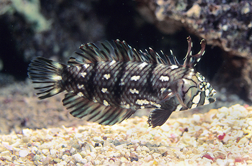 picture of Dragon Wrasse Adult Med                                                                              Novaculichthys taeniourus