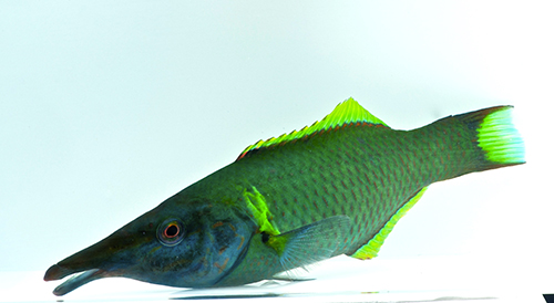 picture of Green Bird Wrasse Med                                                                                Gomphosus varius