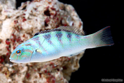 picture of Hardwicki Wrasse Sml                                                                                 Thalassoma hardwicke