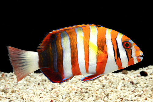 picture of Harlequin Tuskfish Sml                                                                               Choerodon fasciatus