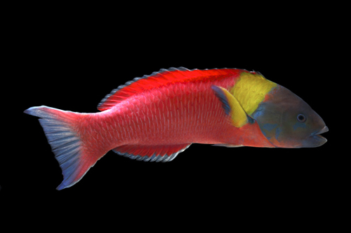 picture of Paddle Fin Wrasse Sml                                                                                Thalassoma lucasanum