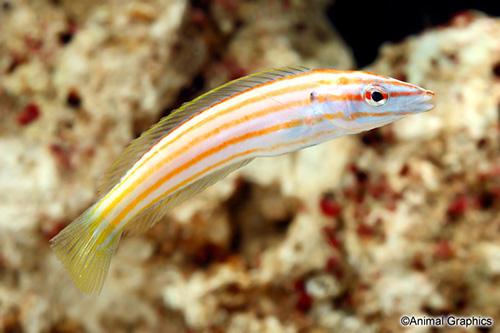 picture of Pencil Wrasse Sml                                                                                    Pseudojuloides cerasinus