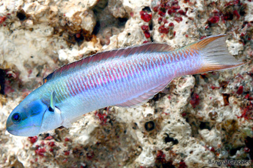 picture of Rainbow Wrasse Med                                                                                   Coris julis